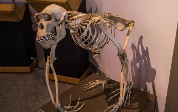 Hay 411 piezas de ciencias naturales exhibidas, entre animales vertebrados e invertebrados, fósiles y minerales FOTOs Camilo suárez y jaime pérez