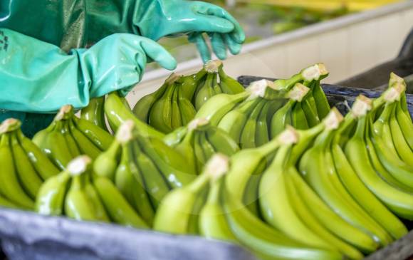 Banano, carne, arroz y piña, con miras a tener nuevos mercados de exportación