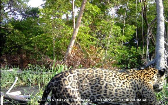 La imagen corresponde a un especimen de Panthera Onca (Jaguar), fototrampeado por Corpourabá en inmediaciones de Bocas del Atrato (Turbo), días después de la muerte de uno de los aserradores. FOTO CORTESÍA