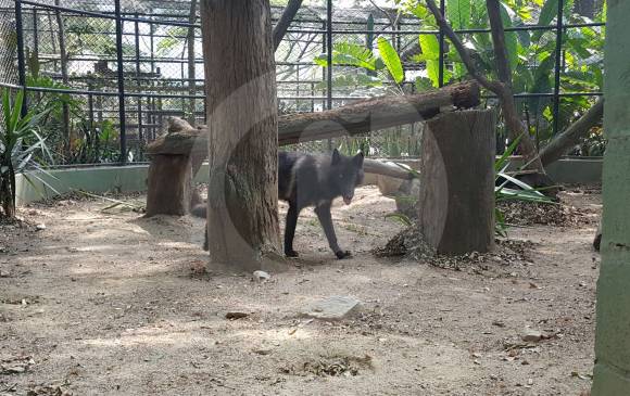 El animal llegó con bajo peso. FOTO DONALDO ZULUAGA