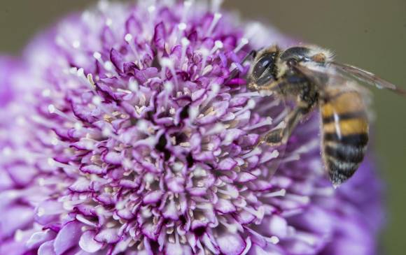 81 millones de colmenas de abeja producen 1,6 millones de toneladas de miel a nivel mundial. FOTO Julio César Herrera