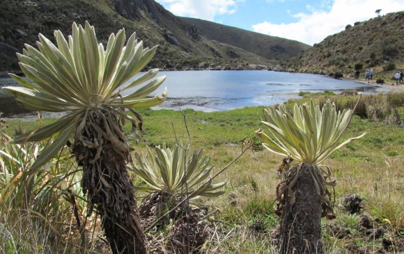 El Páramo de Santurbán está ubicado entre Santander y Norte de Santander. FOTO COLPRENSA