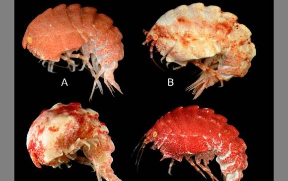 Conozca las 10 especies del año