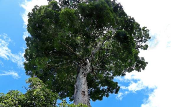 Conozca las 10 especies del año