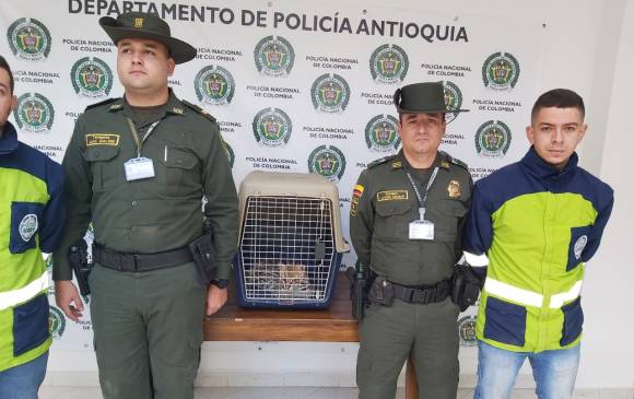 El rescate del felino ocurrió en zona rural de Marinilla, Antioquia. Foto Cortesía
