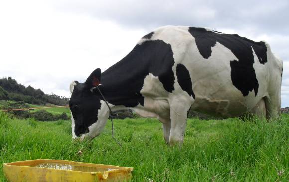 FOTO ARCHIVO CORTESÍA