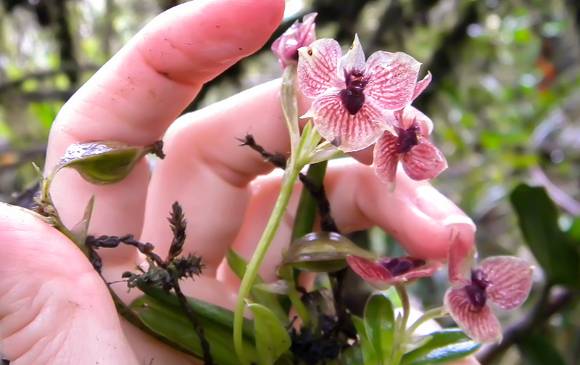 Una orquídea colombiana, en el top 10 de las nuevas especies 