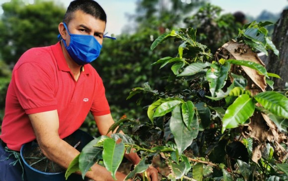 El Plan Nescafé ha invertido 8 millones de dólares para renovar 10.000 hectáreas de cafetales. FOTO: FEDECAFÉ