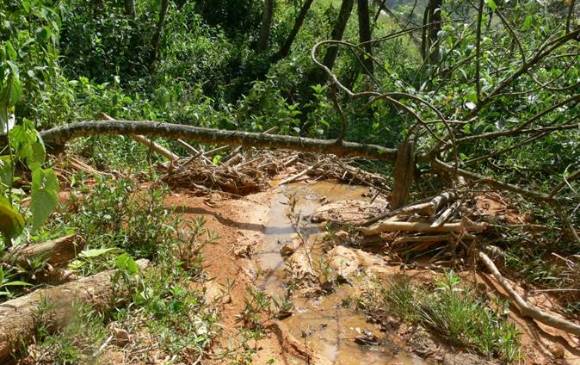 Estos son parte de los daños que presenta la cobertura boscosa de la Zona Franca. FOTO CORTESÍA CORANTIOQUIA.