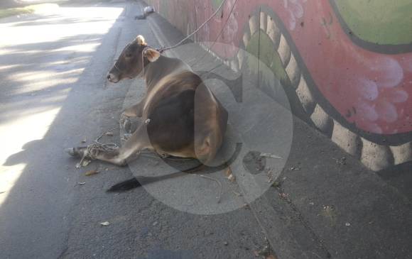 Uno de los animales fue encontrado en el deprimido de la Terminal del Norte. FOTO Rodrigo Martínez