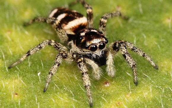 Una araña Salticus scenicus. Foto cortesía Kaldari