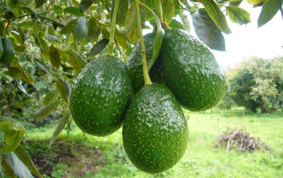De 100 aguacates que se consumen en el mundo 90 son Hass. FOTO ARCHIVO