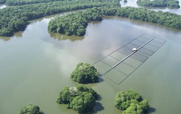 El proyecto de Vida Manglar es liderado por la CVS, Carsucre, Invemar, Conservación Internacional, South Pole y financiado por Apple. FOTO cortesía cvs