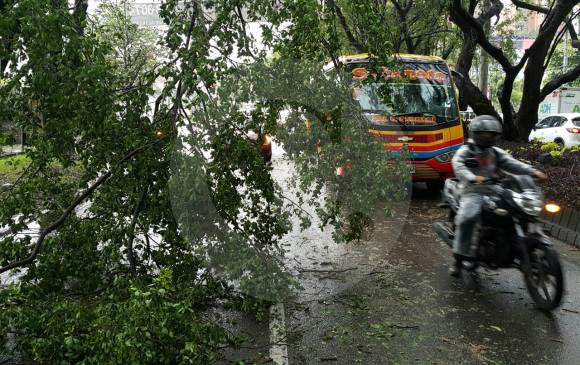 Uno de los árboles que cayeron con la lluvia fue este, en la carrera 43 A, sector La Casona, de Envigado. FOTO donaldo zuluaga