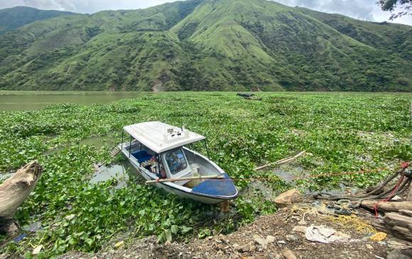 El buchón cubre el 4 % de las 3.200 hectáreas que tiene el embalse del proyecto hidroeléctrico Ituango. FOTO CORTESÍA EPM