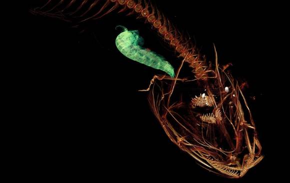 Conozca las 10 especies del año