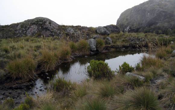 Con estos recursos se pone en marcha el proyecto de la Alianza Biocuenca que busca proteger 34 hectáreas del páramo, es decir, el 93 por ciento de la zona y sus cuencas. FOTO Colprensa