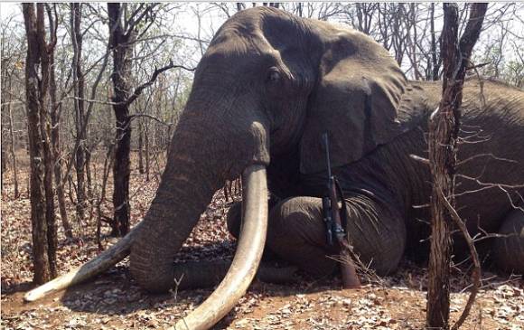 Los expertos comentan que fue atraído con una presa amarrada a un vehículo. FOTO CORTESÍA