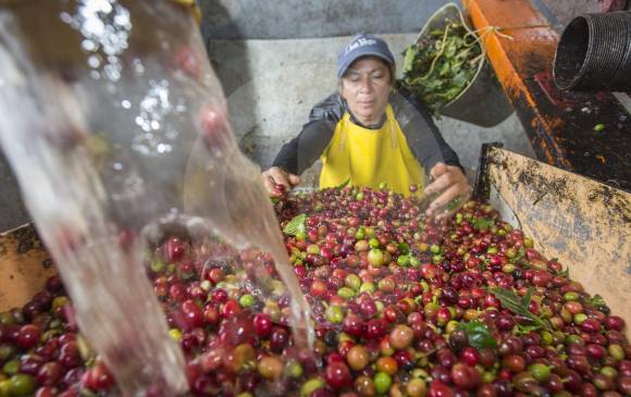 El volumen esperado de producción de café en Antioquia no se alcanzó por el exceso de lluvia recibida. Pero lo recogido es de buena calidad, dice el comité departamental. FOTO Manuel Saldarriaga