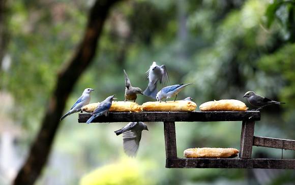 En Medellín, algunos sectores como Carlos E. Restrepo cuentan con alimentación para las aves. FOTO Julio César Herrera.