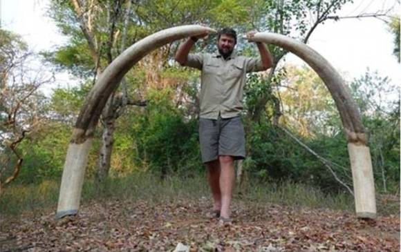 Los colmillos del elefante eran tan grandes que le arrastraban por el suelo cuando camina. FOTO CORTESÍA