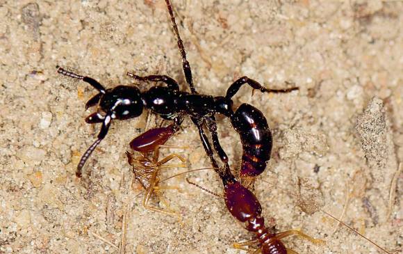 Una hormiga exhausta cargando dos termitas que se le pegaron al cuerpo. FOTO Frank et al