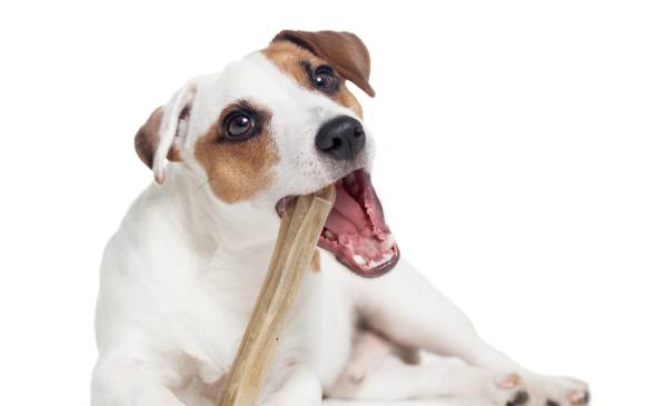 Cómo entender y tratar la depresión en mascotas