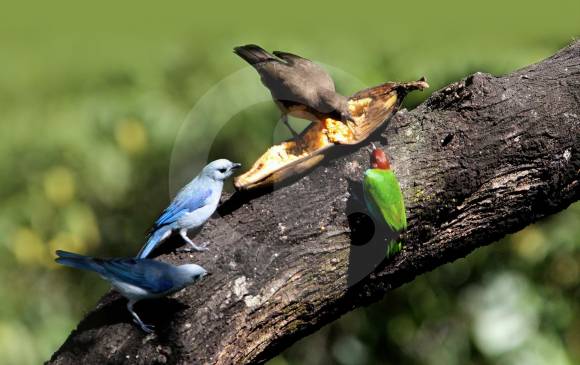 Se debe colocar alimento de acuerdo con el tipo de avifauna que se quiera atraer al jardín. FOTO Donaldo Zuluaga