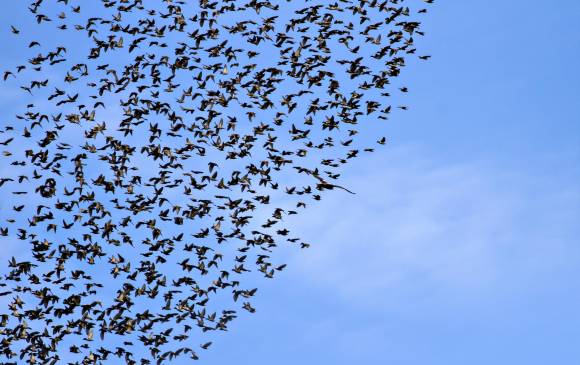 En el firmamento se observan aves por miles cuando van en su trayectoria al sur. Hacen escalas en el territorio antioqueño para descansar y comer. FOTO sstock