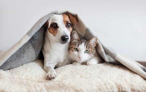 Para las mascotas también es nuevo que sus cuidadores nunca se ausenten, así hay que ponerles atención a su comportamiento, entenderlos y tomar acciones. FOTO sstock