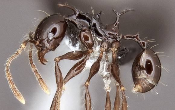 Una orquídea colombiana, en el top 10 de las nuevas especies 