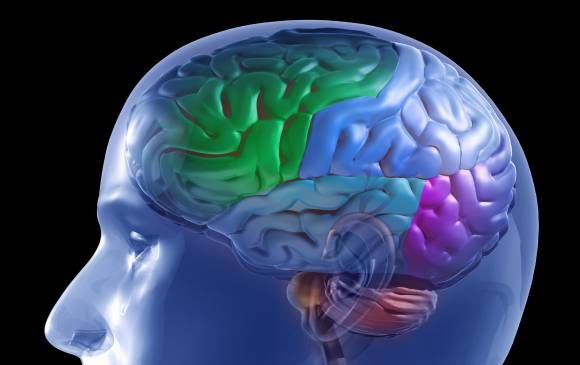 La parte del cerebro que reconoce rostros sigue creciendo en la adultez. FOTO Sstock 