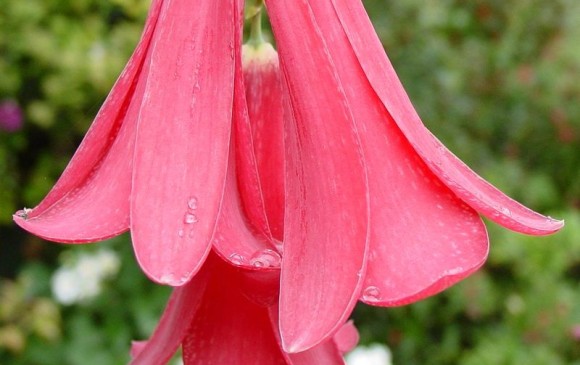País: Chile. Flor: Chile copihue (Lapageria rosea).