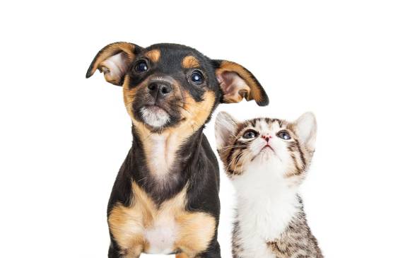 En casa hay que pensar en el perro y el gato