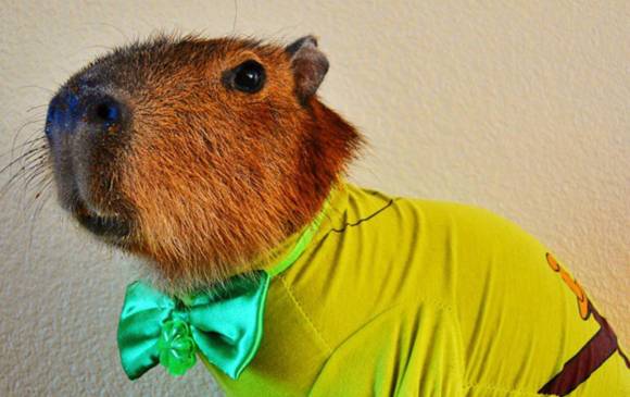 Animales con personalidad conquistan corazones