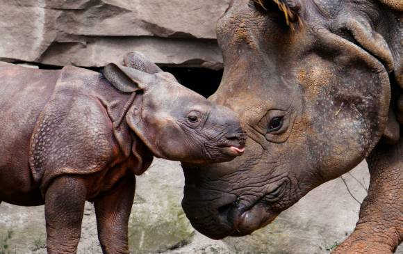 Los rinocerontes siguen siendo uno de los principales blancos de caza en el mundo. FOTO PIXABAY