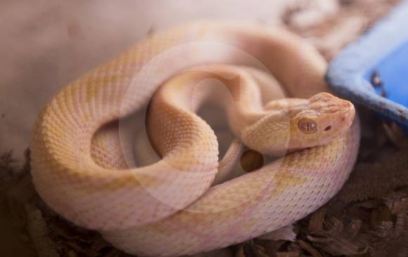 Las serpientes poseen fosas termorreceptoras, llamadas fosetas loreales, entre los ojos y el hocico, para sentir el calor de sus presas. Cuando estas caen en el rango de detección logran así ubicar su dirección. FOTO Esteban Vanegas