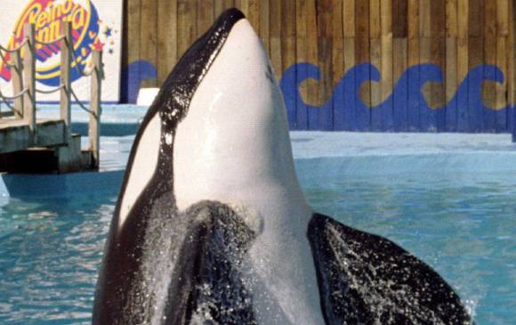 Keiko es un símbolo de la lucha de los defensores de la liberación animal. Estuvo en cautivero la mayor parte de su vida. FOTO Reuters archivo