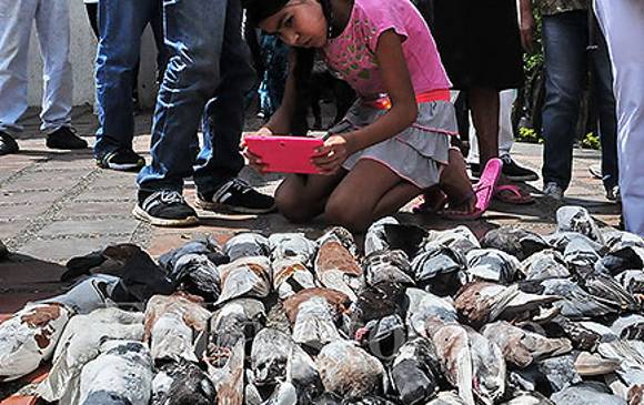El ‘palomicidio’ que dejó consternados a los habitantes del barrio Meléndez, en el sur de Cali, se presentó a las 9:00 a.m. del pasado jueves. FOTO COLPRENSA