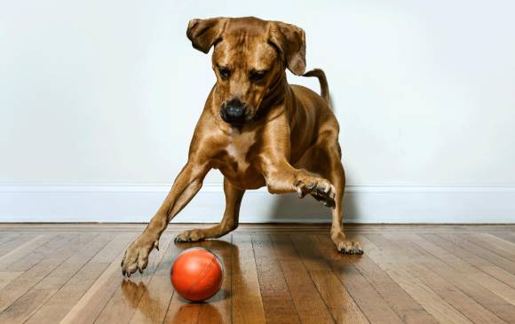 Este perro, Hulk, fue la inspiración de los diseñadores. La pelota fue creada para él, que fue adoptado desde que era un cachorro, para mantenerlo animado cuando estaban fuera de casa. Foto EFE