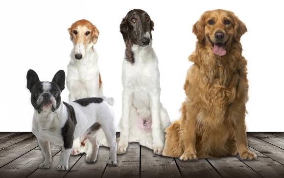 De izquierda a derecha: un Bulldog Francés, dos Borzoi y un Golden Retriever, algunas de las razas que se verán el el Segundo Circuito Internacional de Antioquia. FOTO Sstock 
