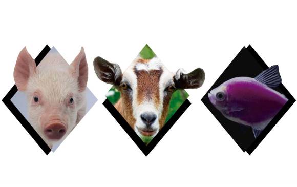 Animales que brillan en la oscuridad