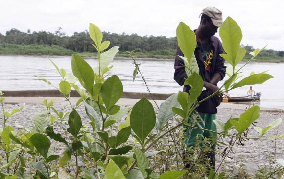 De 48.000 hectáreas sembradas de coca en Colombia, el Pacífico concentra el 40 por ciento. FOTO donaldo zuluaga