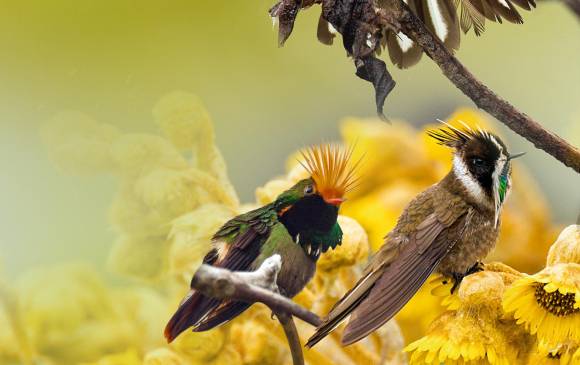 Para el formato horizontal del libro, las imágenes también fueron tomadas en este sentido. Todas con luz natural. Murray Cooper es especialista en fotografía de pájaros. FOTO Cortesía Villegas Editores