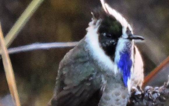 Este es el barbudito azul fotografiado a comienzos de mes. Cortesía Proaves