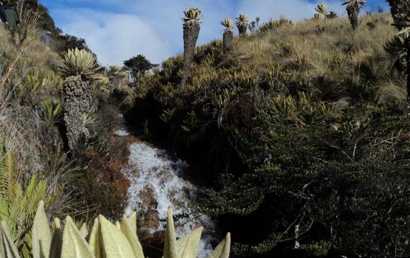 El Santuario de Flora y Fauna Galeras (en la foto) es el único de los seleccionados que está abierto. FOTO parques nacionales