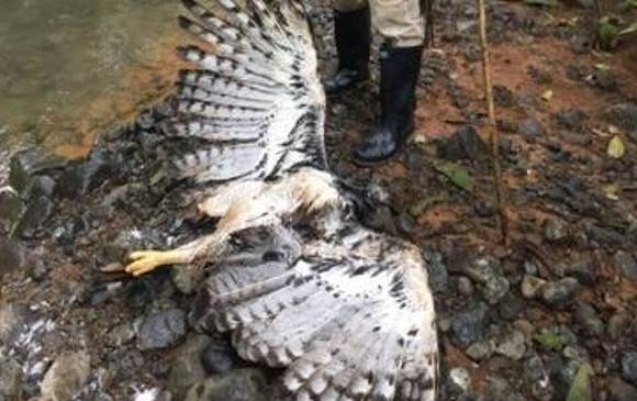 La hembra a la que le dispararon y dejaron tirada. Está sin una pata que le cortaron. FOTO CORTESÍA jARDÍN bOTÁNICO