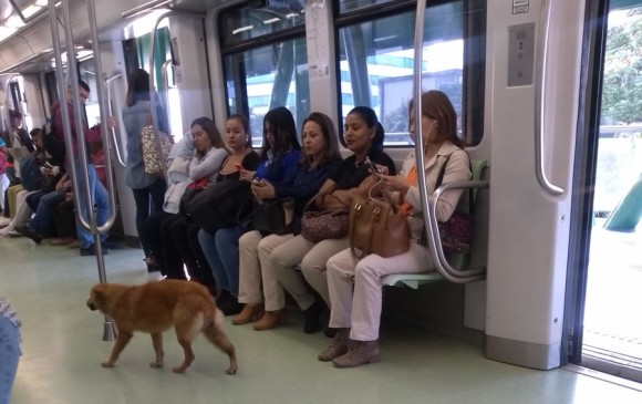 se permiten perros en los trenes de metro