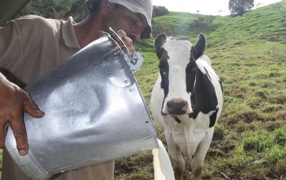 El sector lácteo requiere de una política inclusiva, que cobije a productores grandes, medianos y pequeños. FOTO DONALDO ZULUAGA