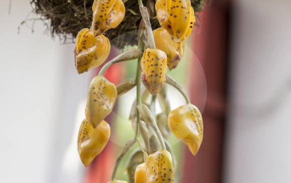 Estas son las plantas probadas por la Nasa para limpiar interiores